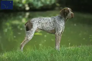 Read more about the article Braque français type Pyrénées breeders and puppies in Alaska