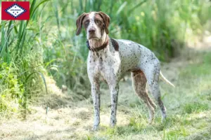 Read more about the article Braque français type Pyrénées breeders and puppies in Arkansas