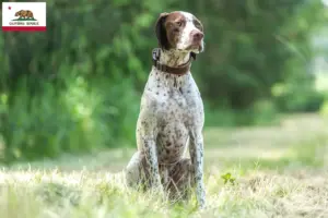 Read more about the article Braque français type Pyrénées breeders and puppies in California