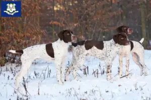 Read more about the article Braque français type Pyrénées breeders and puppies in Connecticut