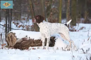 Read more about the article Braque français type Pyrénées breeders and puppies in Delaware