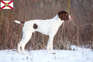 Read more about the article Braque français type Pyrénées breeders and puppies in Florida