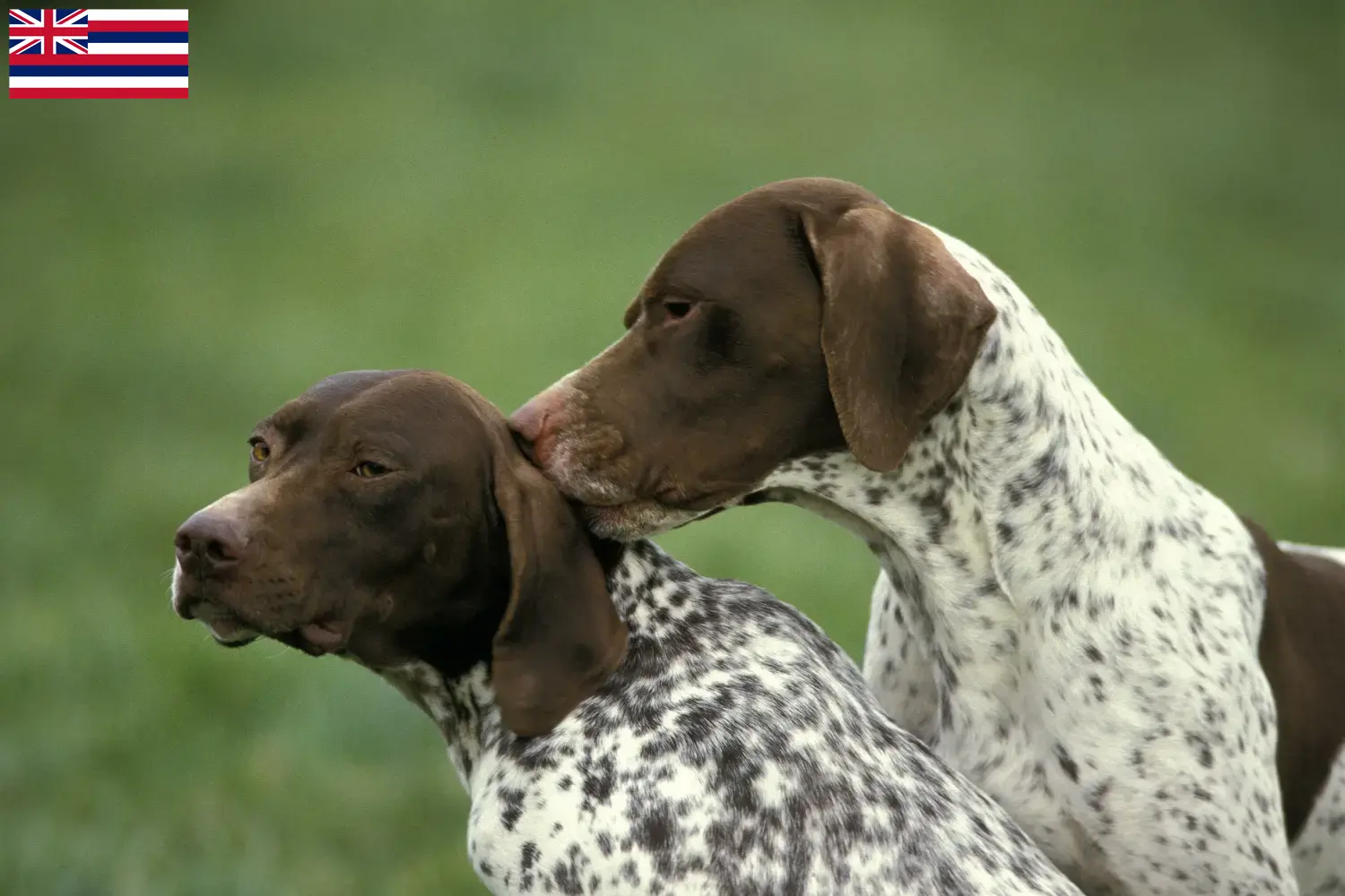 Braque français type Pyrénées puppies and breeders Hawaii Find Braque français type Pyrénées breeders in Hawaii.