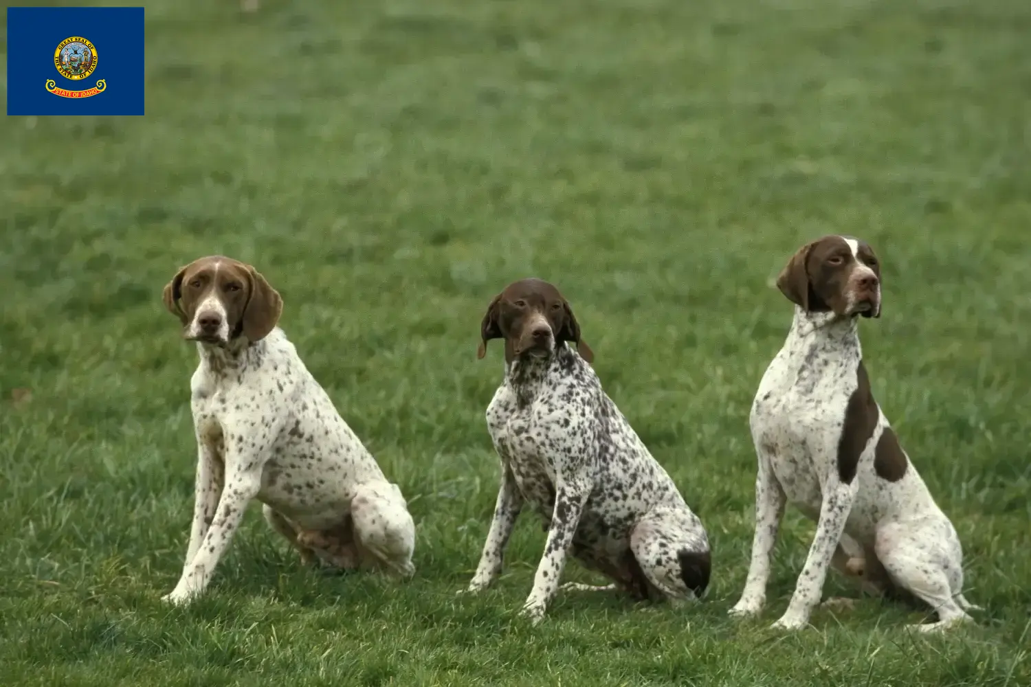 Braque français type Pyrénées puppies and breeders Idaho Find Braque français type Pyrénées breeders in Idaho.