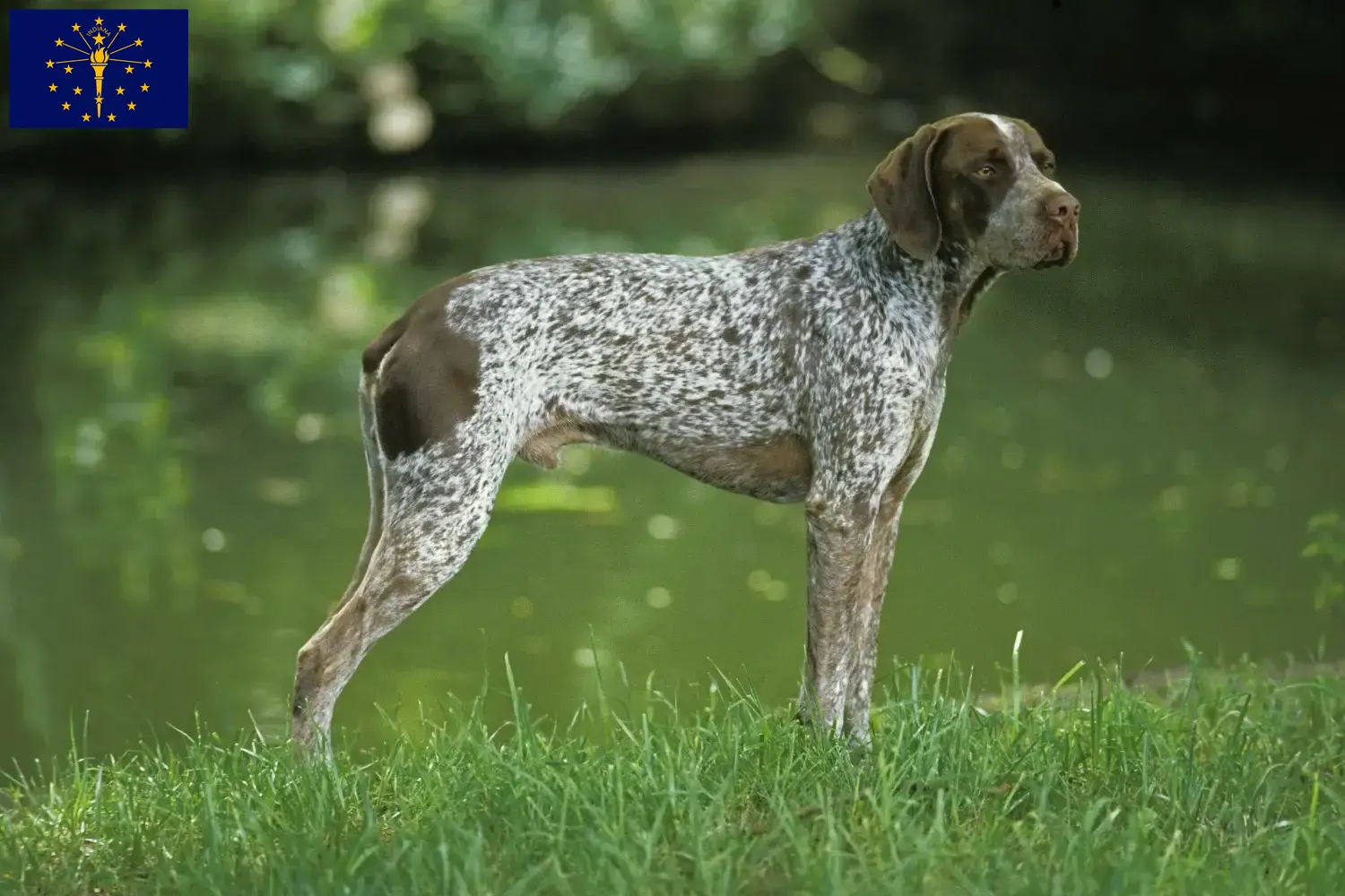 Braque français type Pyrénées puppies and breeder Indiana Find Braque français type Pyrénées breeders in Indiana.