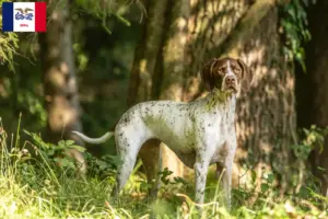 Read more about the article Braque français type Pyrénées breeders and puppies in Iowa