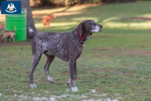 Read more about the article Braque français type Pyrénées breeders and puppies in Louisiana