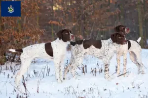 Read more about the article Braque français type Pyrénées breeders and puppies in Maine