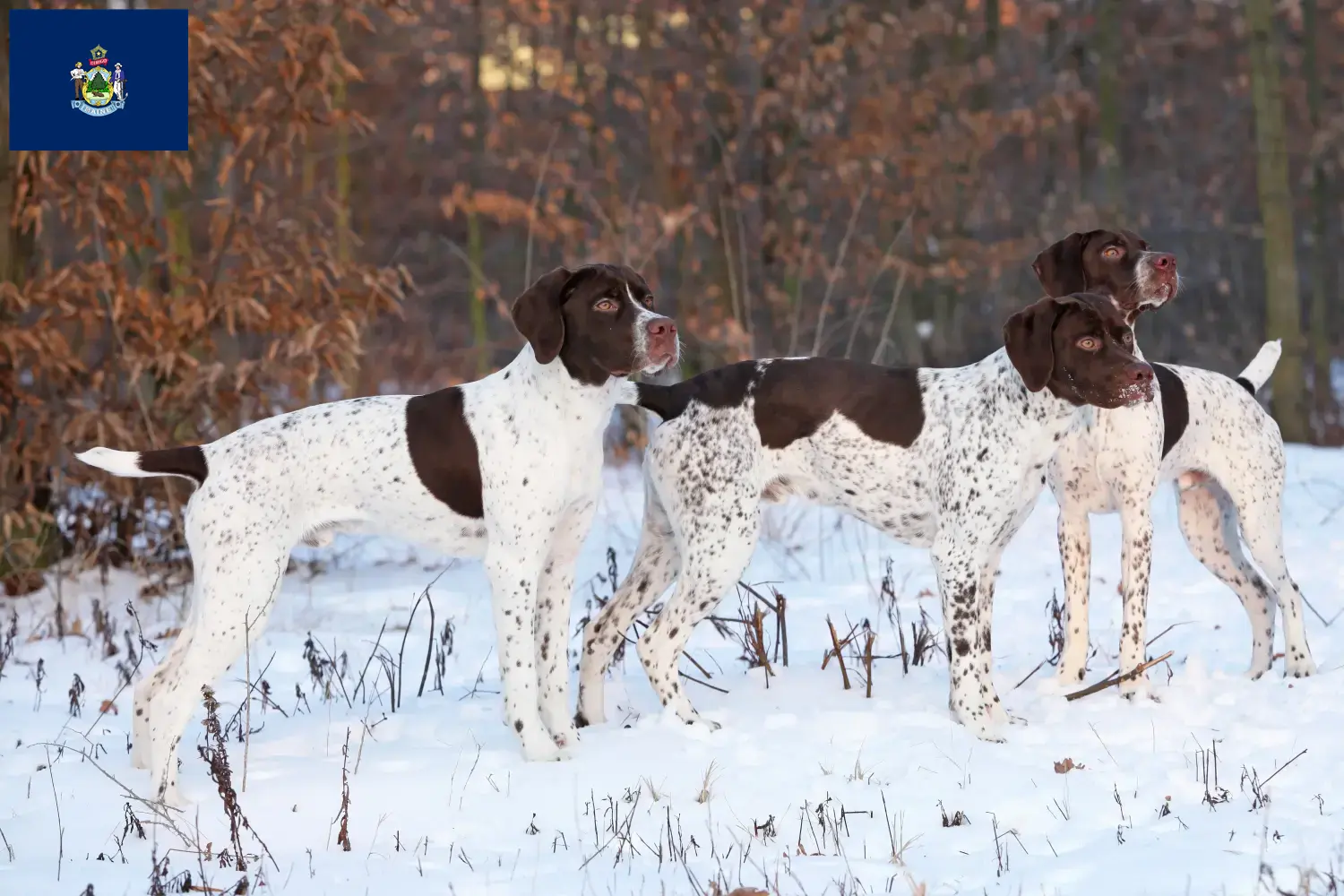 Braque français type Pyrénées puppies and breeders Maine Find Braque français type Pyrénées breeders in Maine.