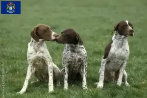 Read more about the article Braque français type Pyrénées breeders and puppies in Michigan