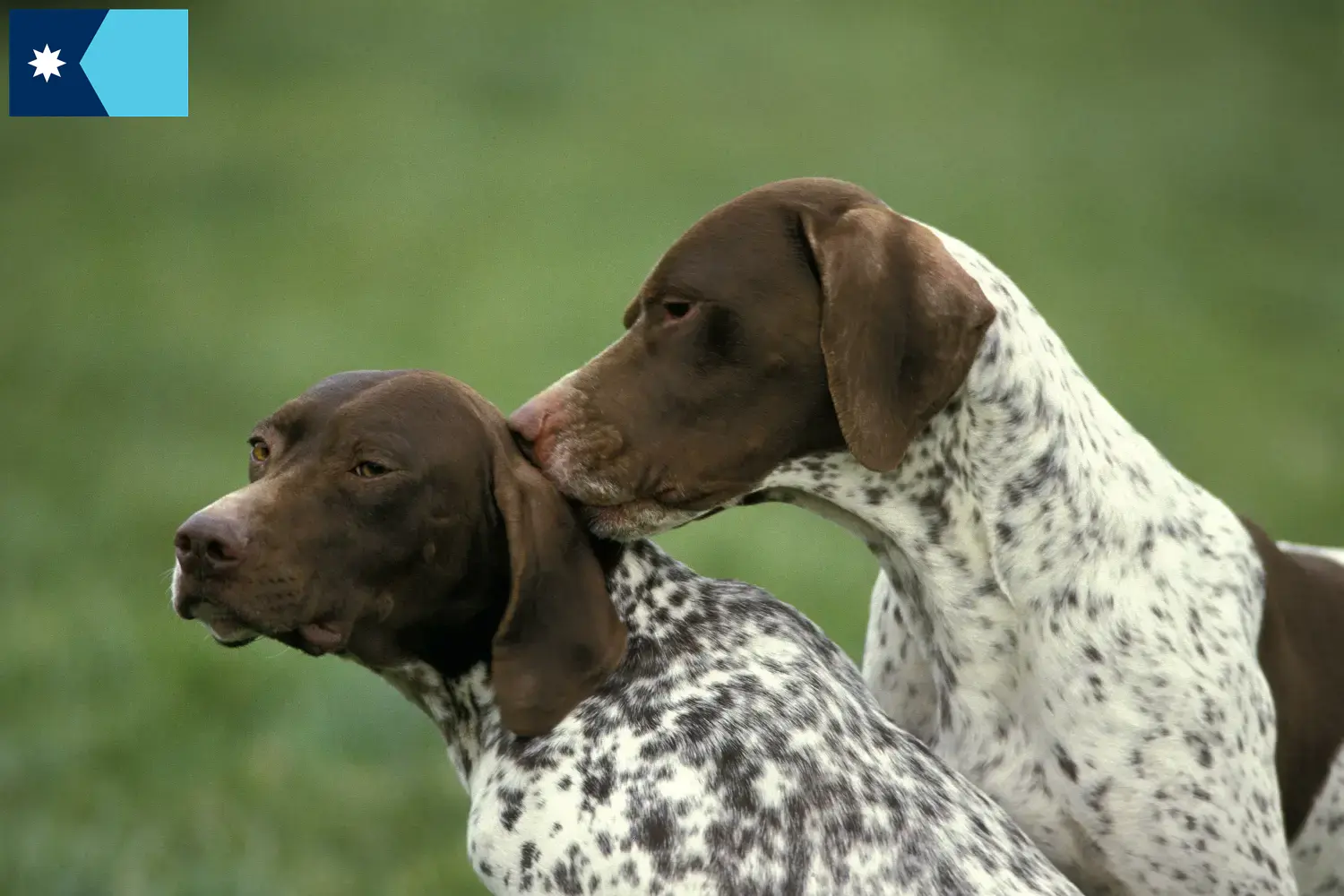 Read more about the article Braque français type Pyrénées breeders and puppies in Minnesota