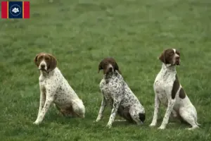 Read more about the article Braque français type Pyrénées breeders and puppies in Mississippi