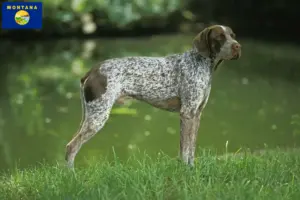 Read more about the article Braque français type Pyrénées breeders and puppies in Montana