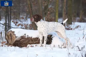 Read more about the article Braque français type Pyrénées breeders and puppies in New York