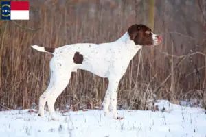 Read more about the article Braque français type Pyrénées breeders and puppies in North Carolina