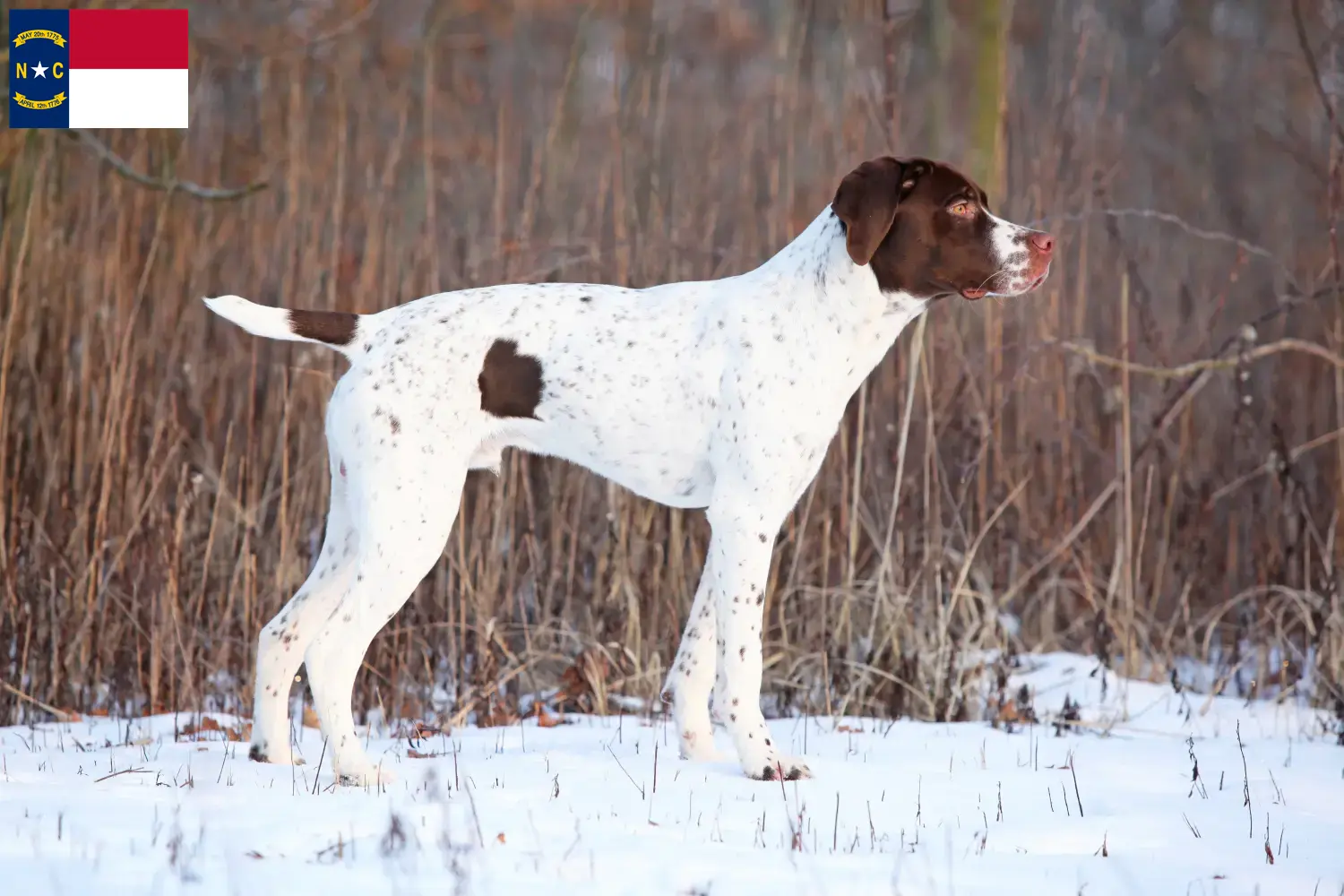 Read more about the article Braque français type Pyrénées breeders and puppies in North Carolina