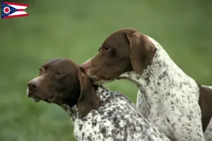 Read more about the article Braque français type Pyrénées breeders and puppies in Ohio