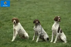 Read more about the article Braque français type Pyrénées breeders and puppies in Oklahoma