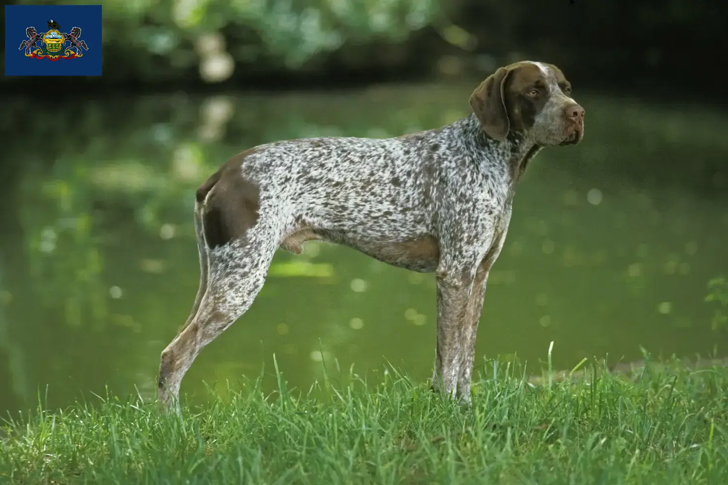 Braque français type Pyrénées puppies and breeders Pennsylvania Find Braque français type Pyrénées breeders in Pennsylvania.