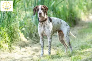 Read more about the article Braque français type Pyrénées breeders and puppies in Rhode Island