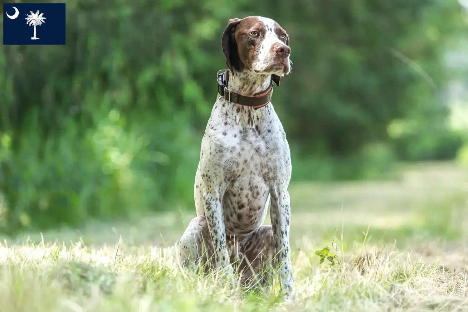 Read more about the article Braque français type Pyrénées breeders and puppies in South Carolina