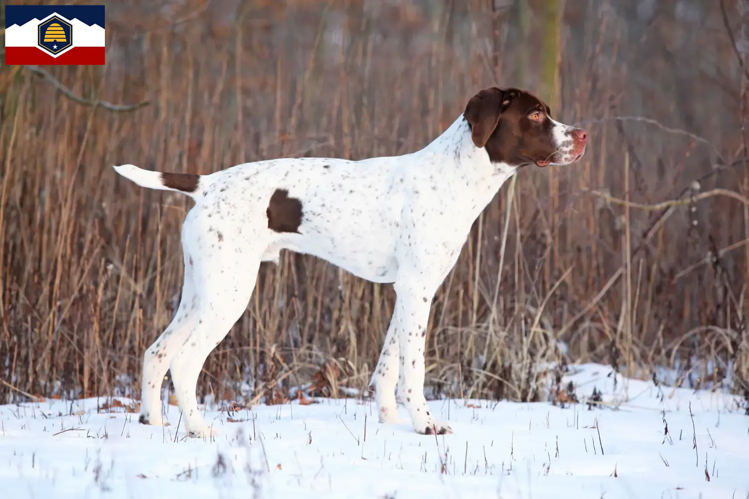 Braque français type Pyrénées puppies and breeders Utah Find Braque français type Pyrénées breeders in Utah.