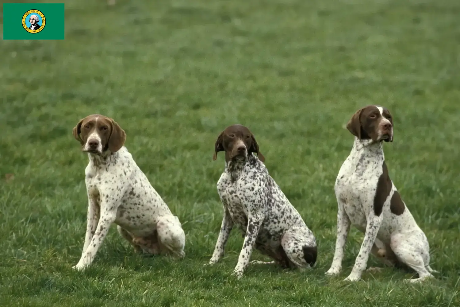 Read more about the article Braque français type Pyrénées breeders and puppies in Washington