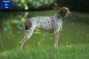 Read more about the article Braque français type Pyrénées breeders and puppies in Wisconsin