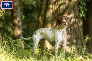 Read more about the article Braque français type Pyrénées breeders and puppies in Wyoming