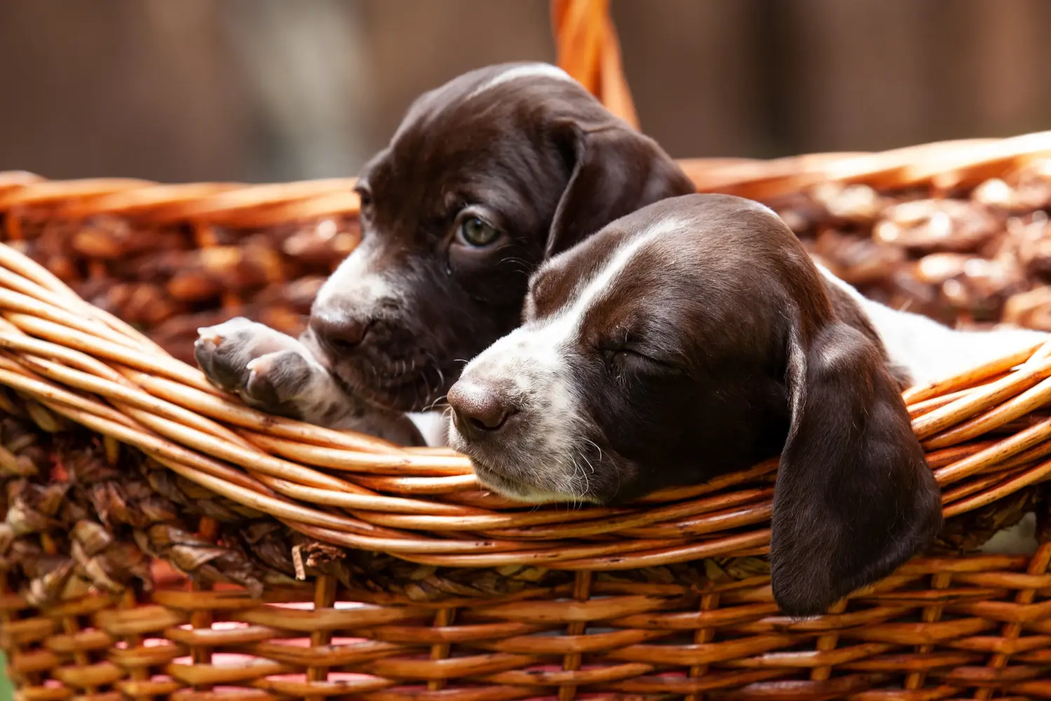 Buying a Braque français type Pyrénées puppy means taking responsibility! Buy Braque français type Pyrénées puppies.