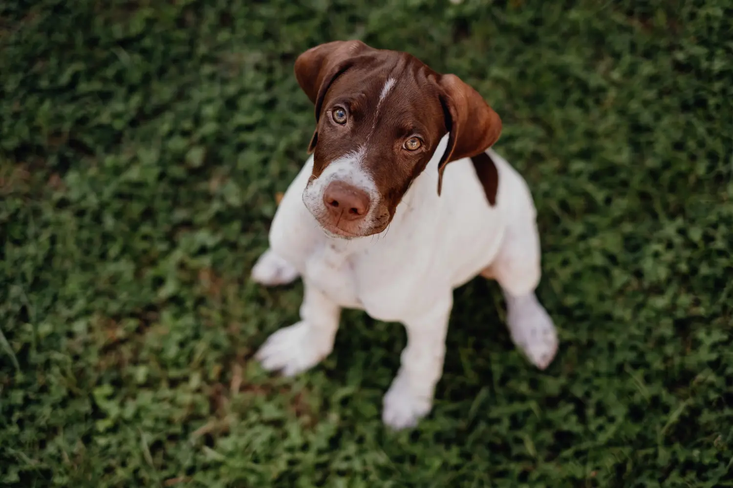Buying a Braque français type Pyrénées puppy means taking responsibility! Buy Braque français type Pyrénées puppies.
