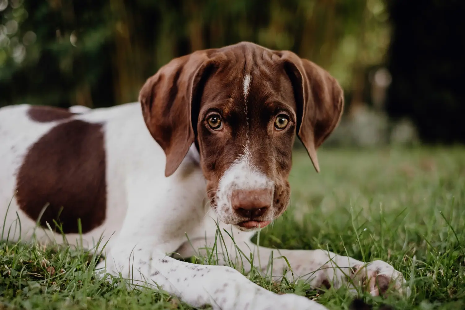 Buying a Braque français type Pyrénées puppy means taking responsibility! Buy Braque français type Pyrénées puppies.