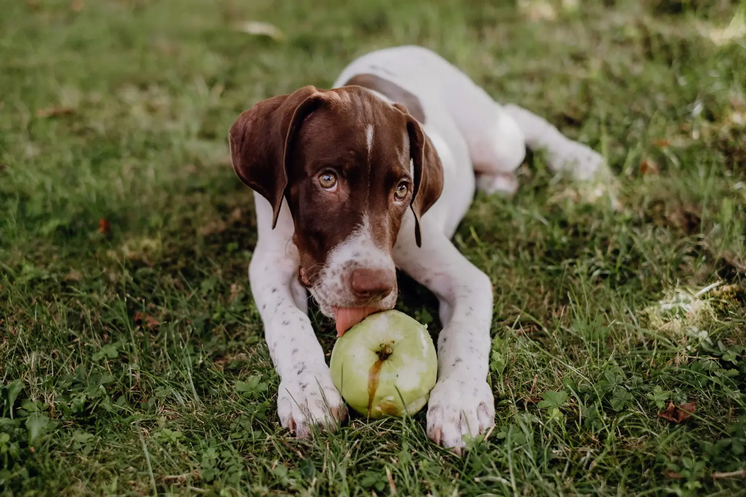 Buying a Braque français type Pyrénées puppy means taking responsibility! Buy Braque français type Pyrénées puppies.