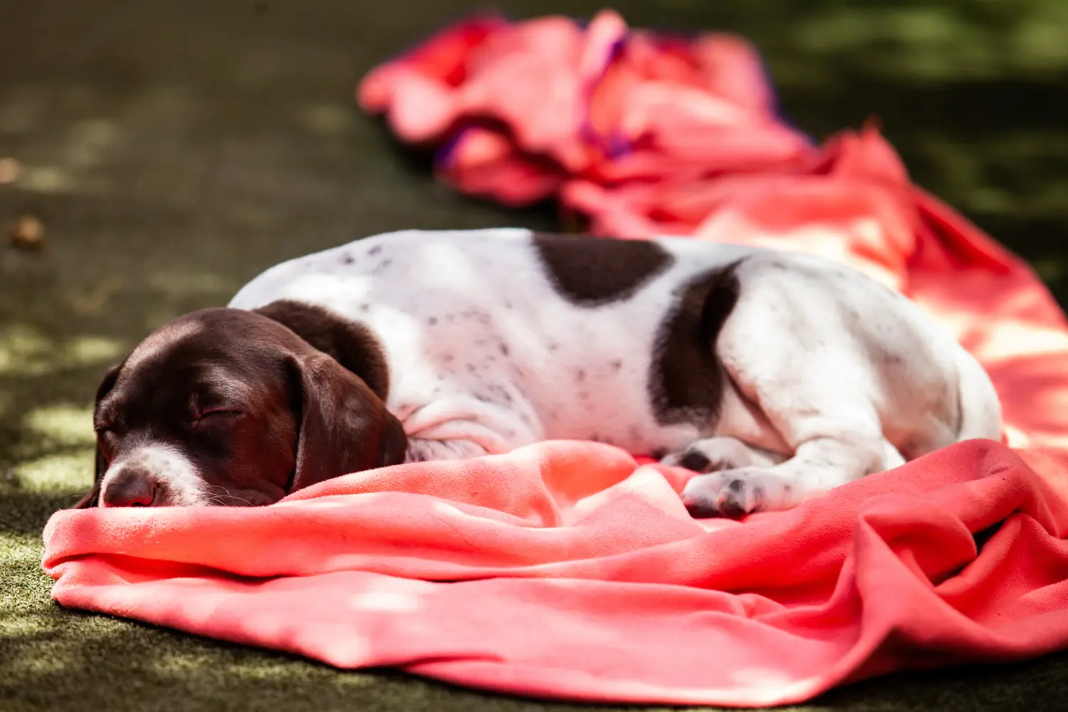 Buying a Braque français type Pyrénées puppy means taking responsibility! Buy Braque français type Pyrénées puppies.