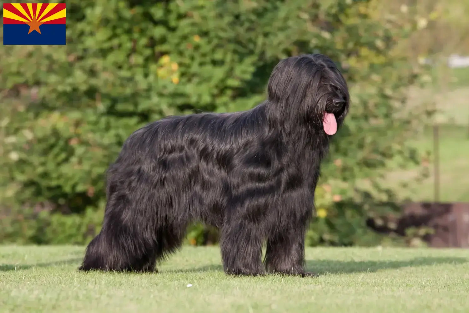 Read more about the article Briard breeders and puppies in Arizona