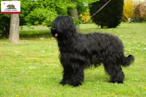 Read more about the article Briard breeders and puppies in California