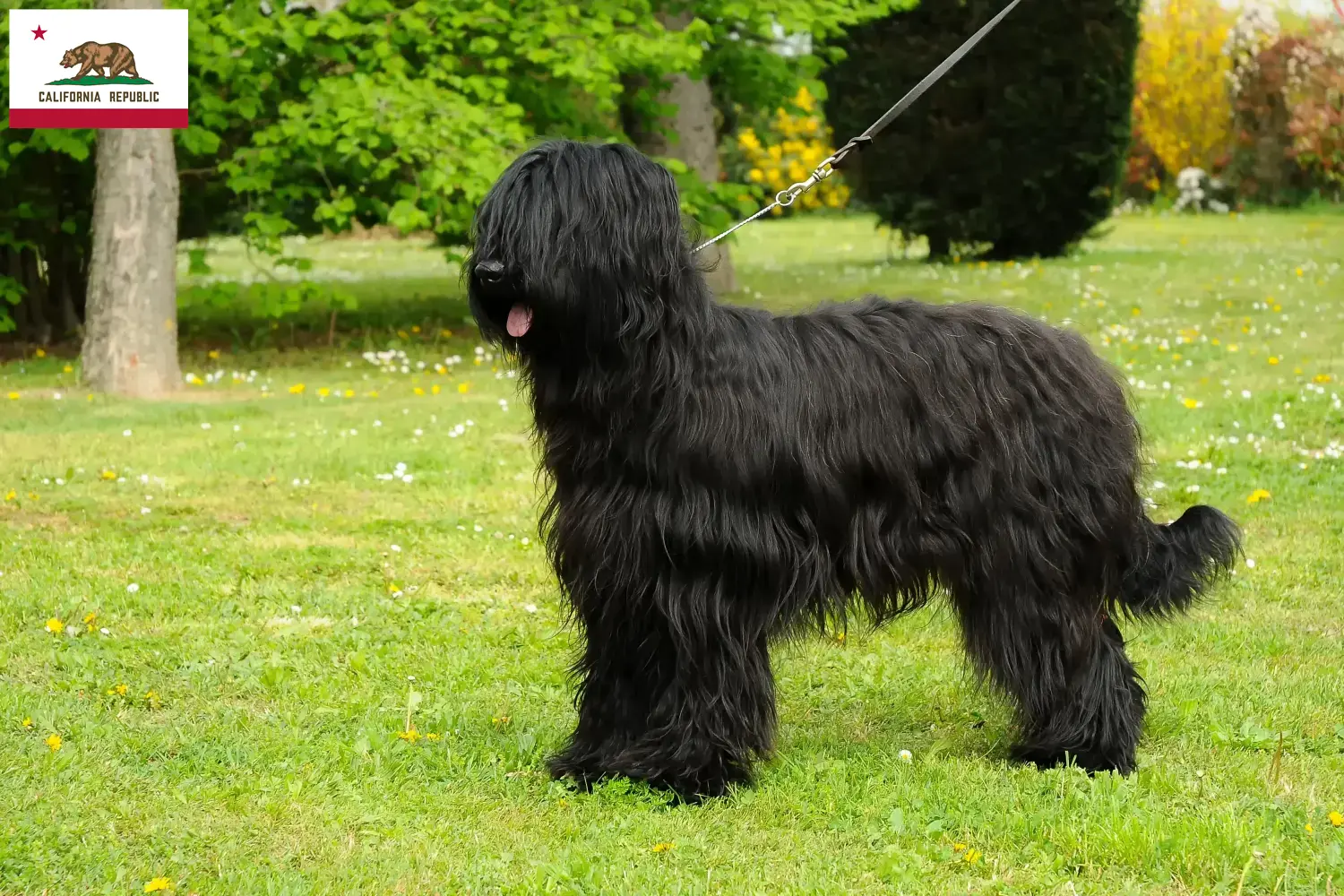 Read more about the article Briard breeders and puppies in California