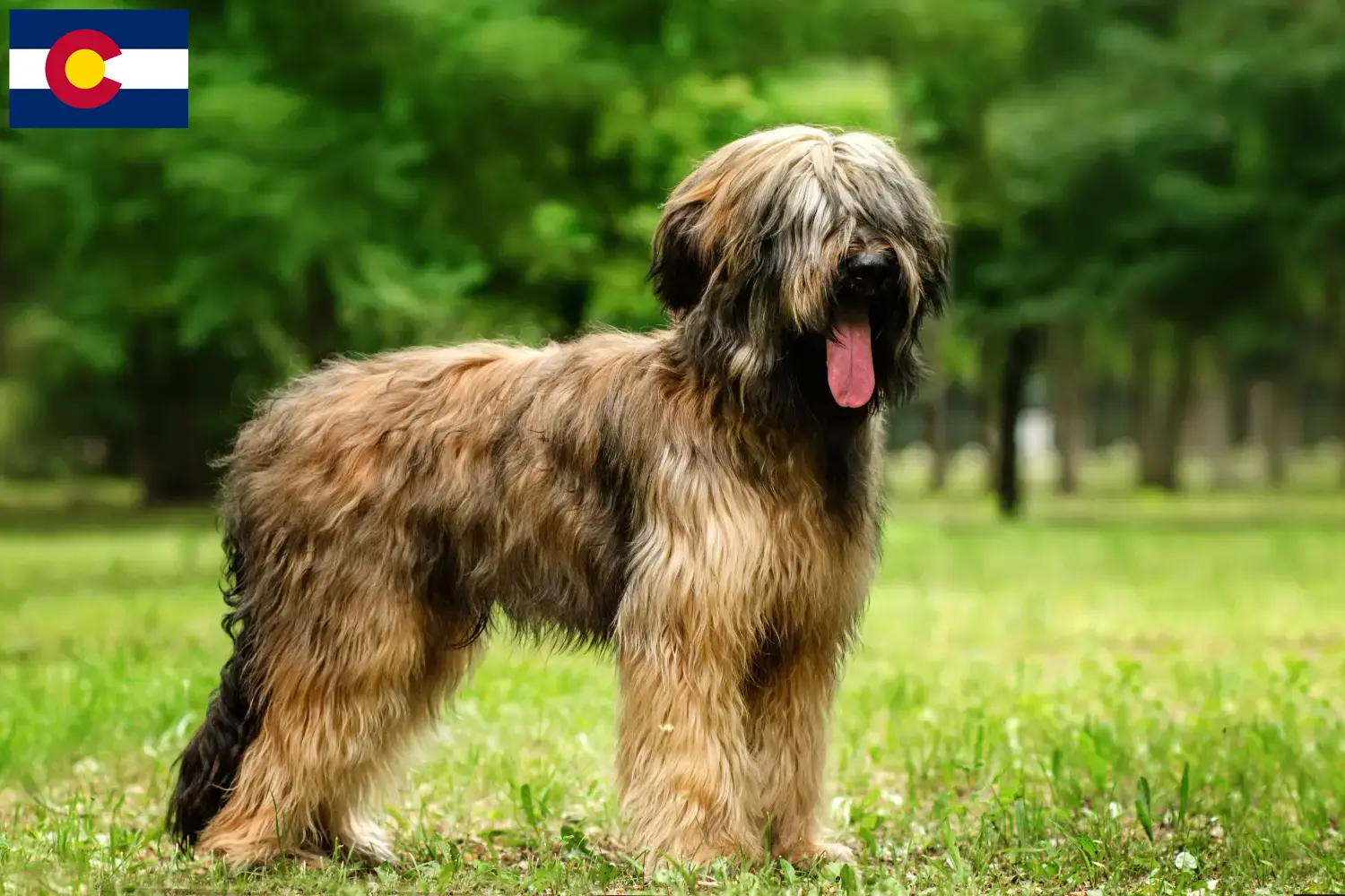 Read more about the article Briard breeders and puppies in Colorado