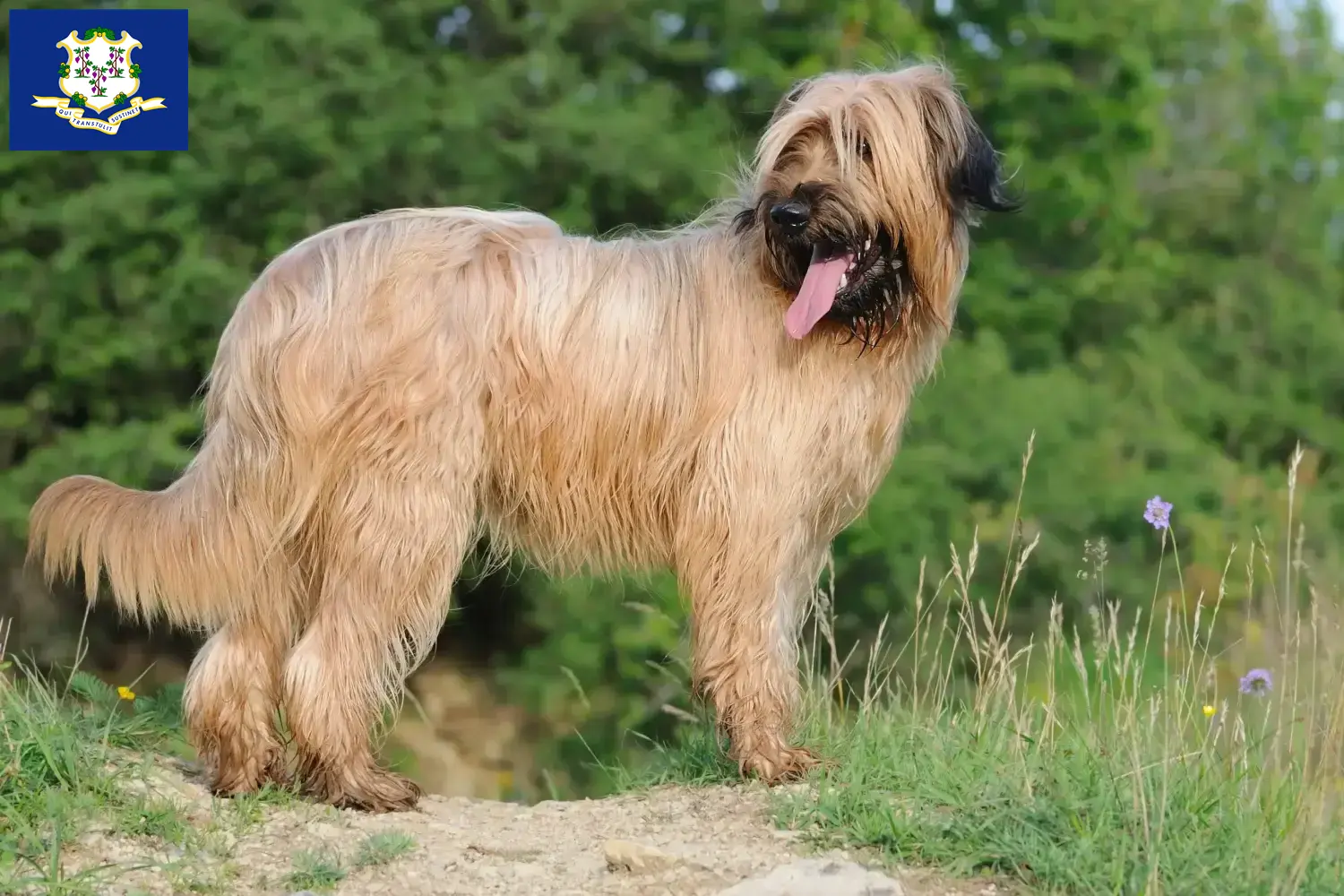 Read more about the article Briard breeders and puppies in Connecticut