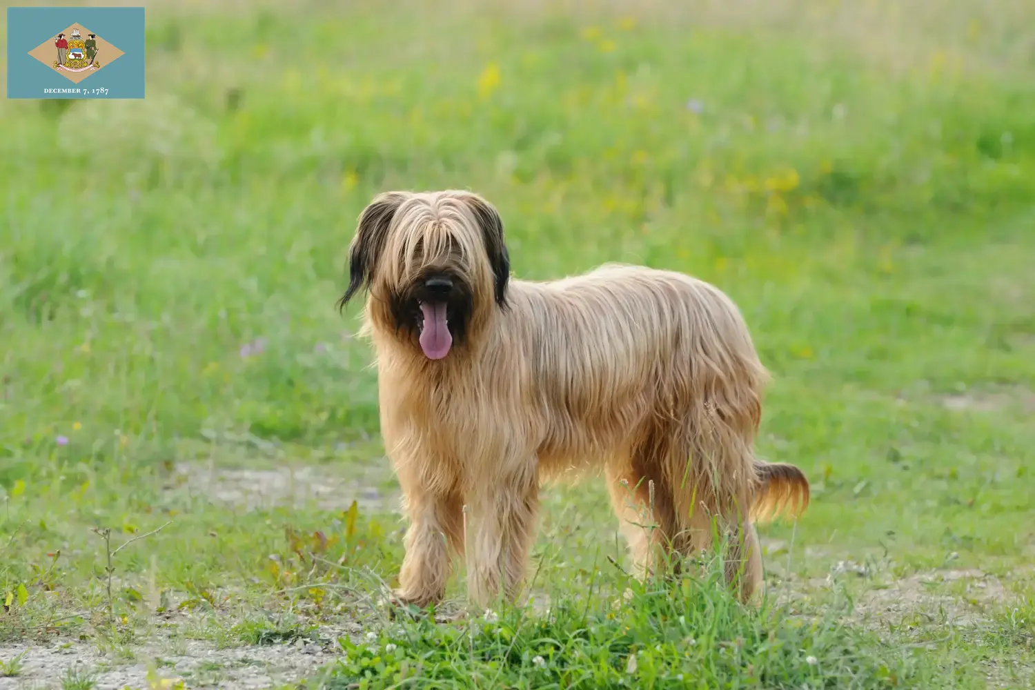 Read more about the article Briard breeders and puppies in Delaware