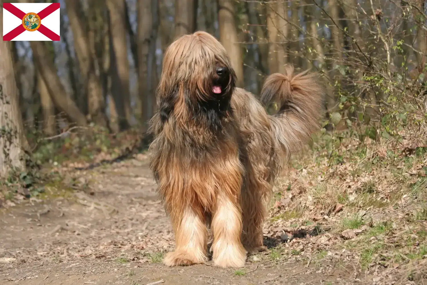 Read more about the article Briard breeders and puppies in Florida
