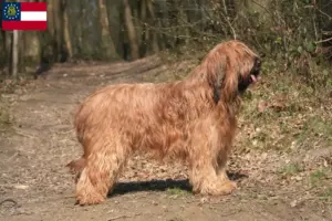 Read more about the article Briard breeders and puppies in Georgia
