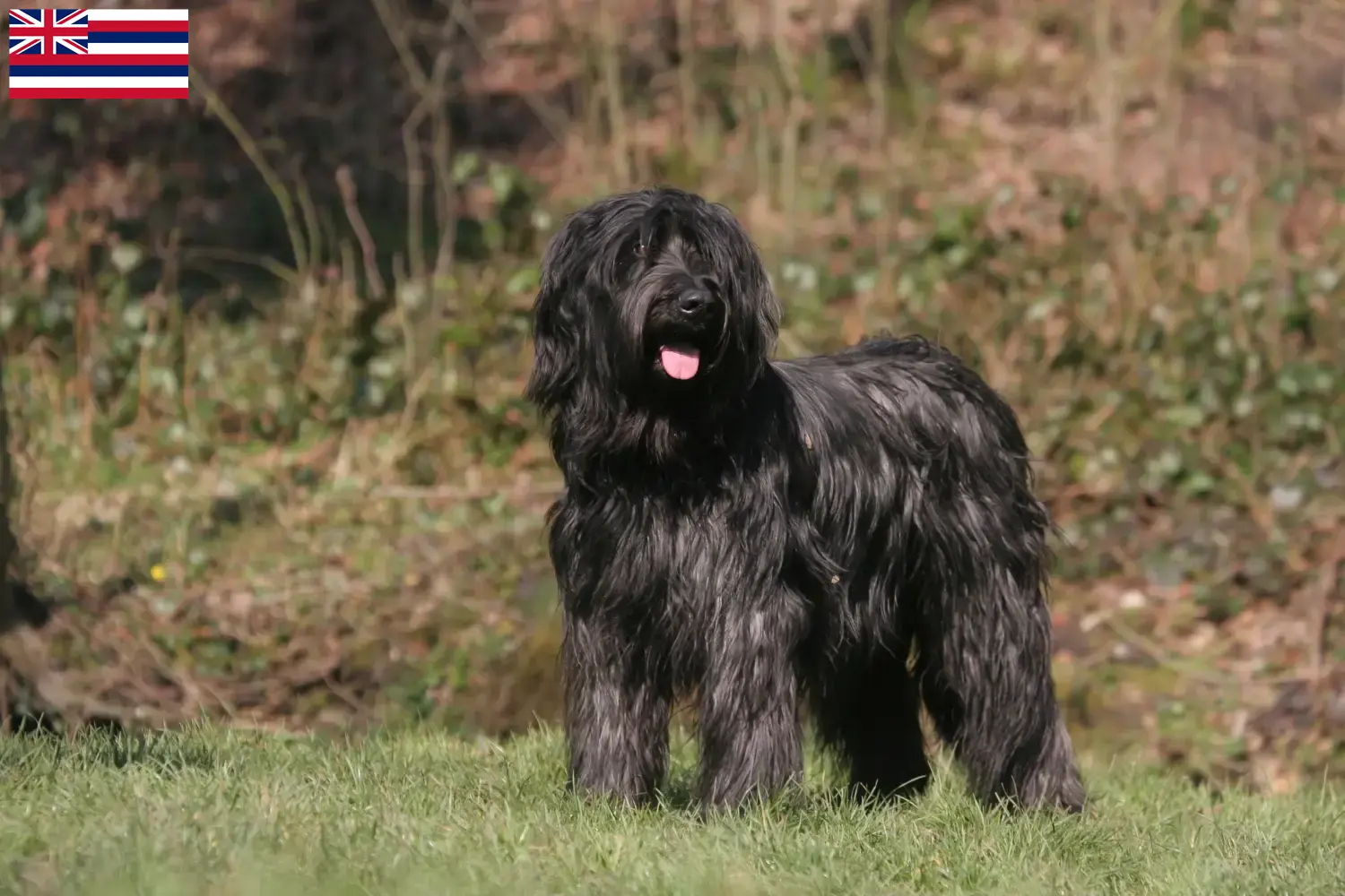 Read more about the article Briard breeders and puppies in Hawaii