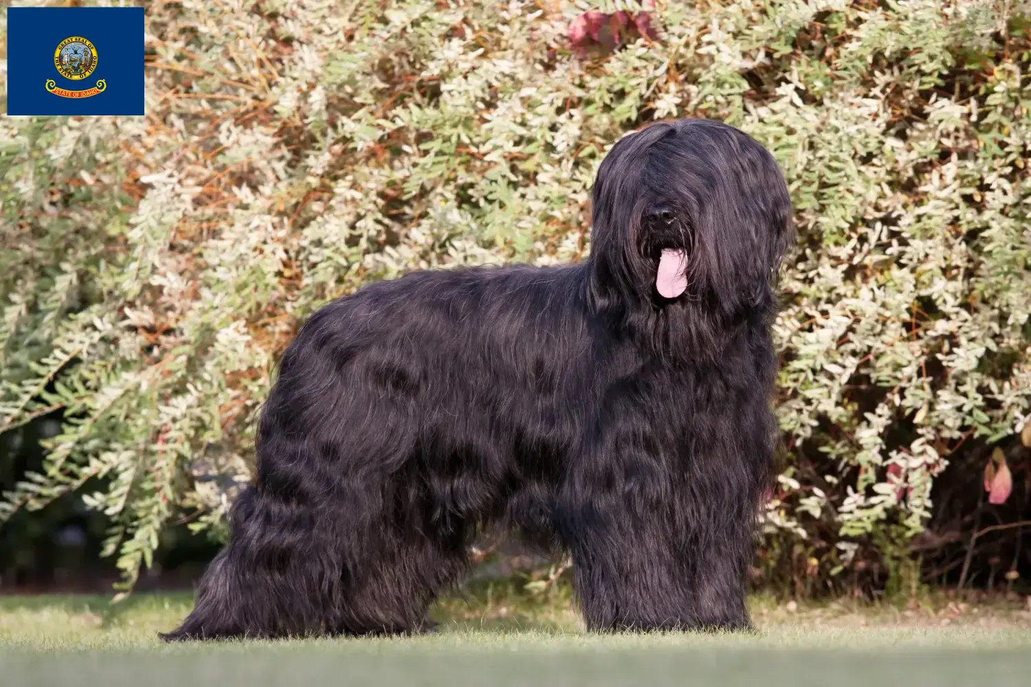 Read more about the article Briard breeders and puppies in Idaho
