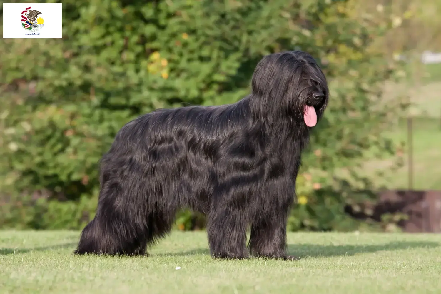 Read more about the article Briard breeders and puppies in Illinois