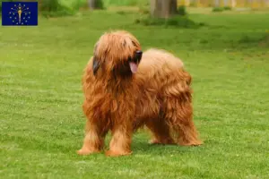 Read more about the article Briard breeders and puppies in Indiana