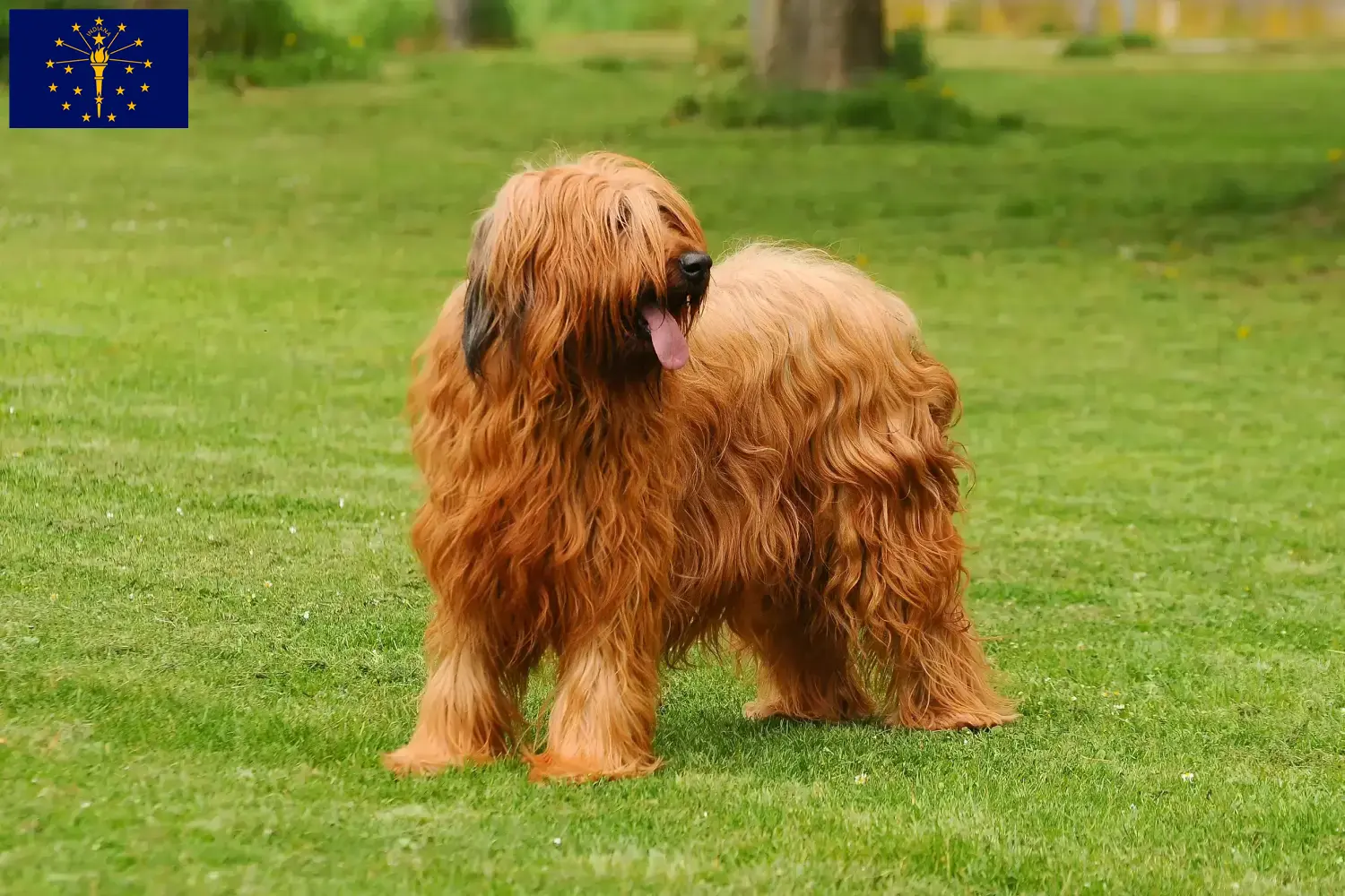 Read more about the article Briard breeders and puppies in Indiana