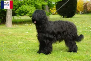 Read more about the article Briard breeders and puppies in Iowa