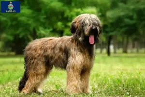Read more about the article Briard breeders and puppies in Kansas