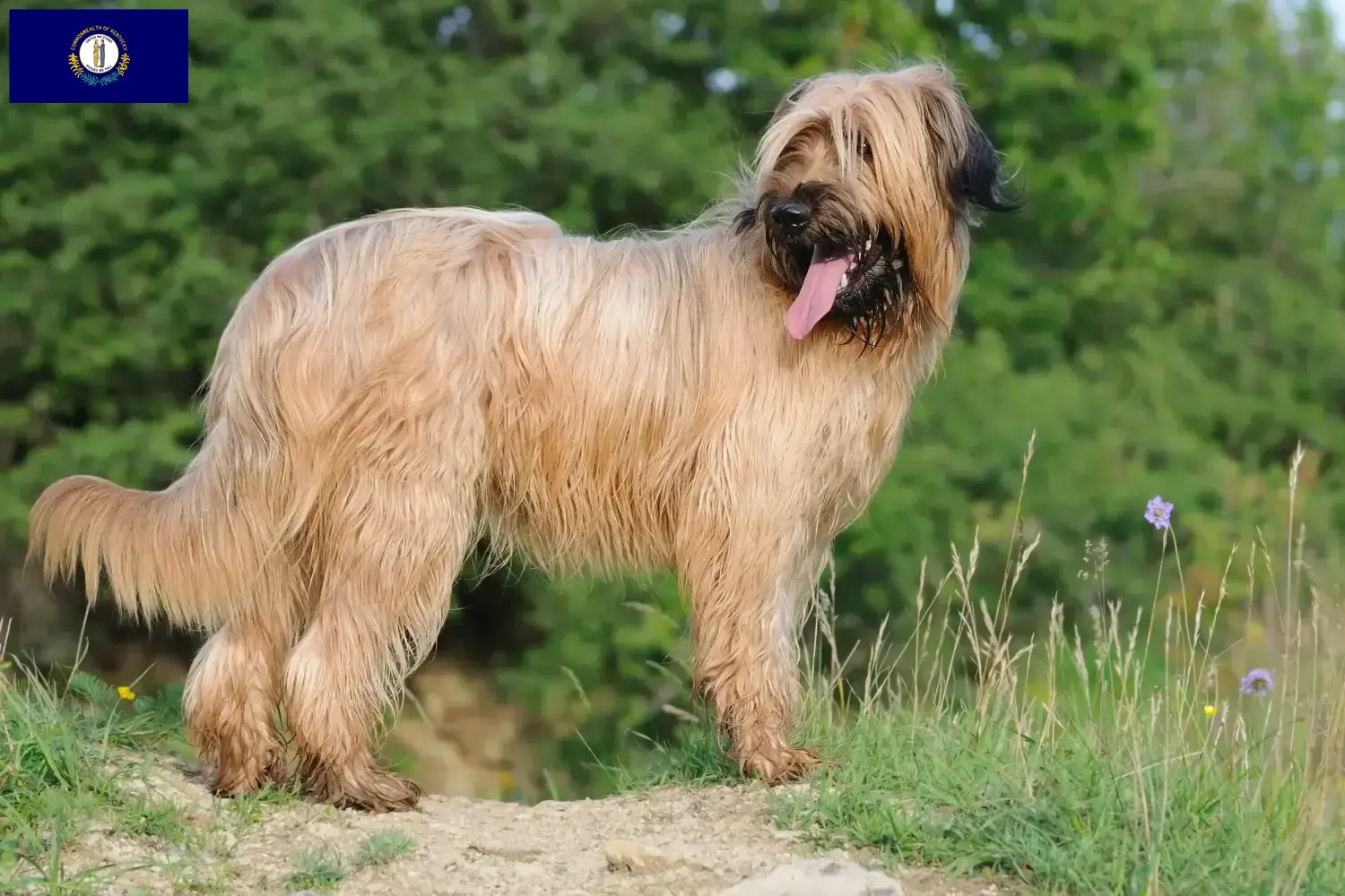 Read more about the article Briard breeders and puppies in Kentucky